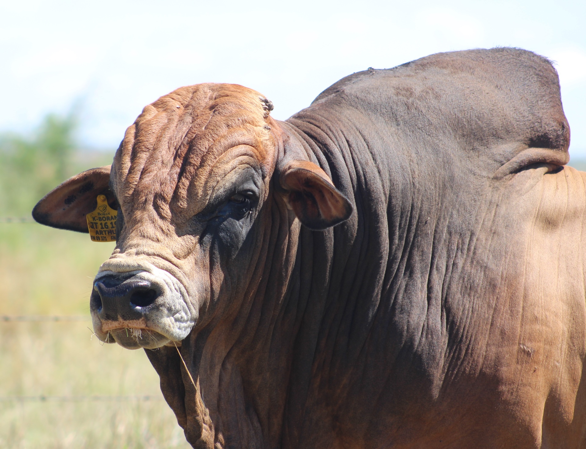 AgriVolution | Exceptional Grass-Fed Beef, Naturally Raised
